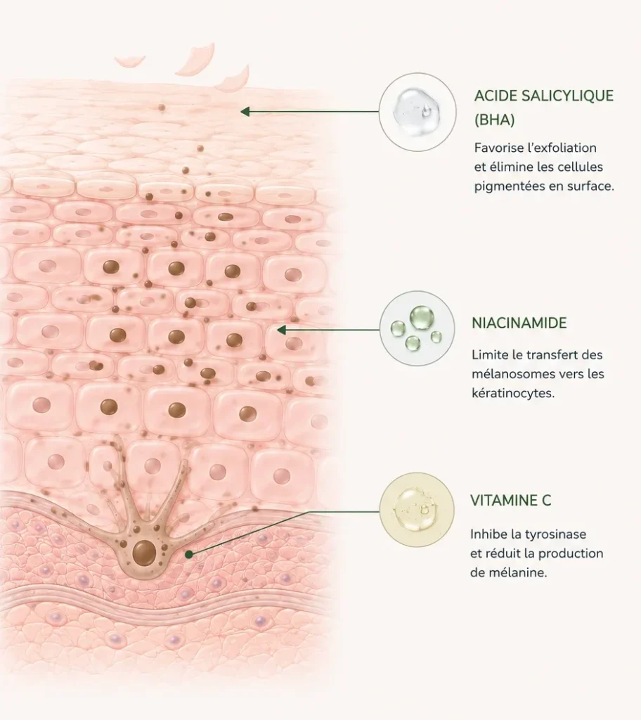 Schéma de la mélanogenèse et action de la vitamine C, de la niacinamide et de l’acide salicylique sur les taches pigmentaires