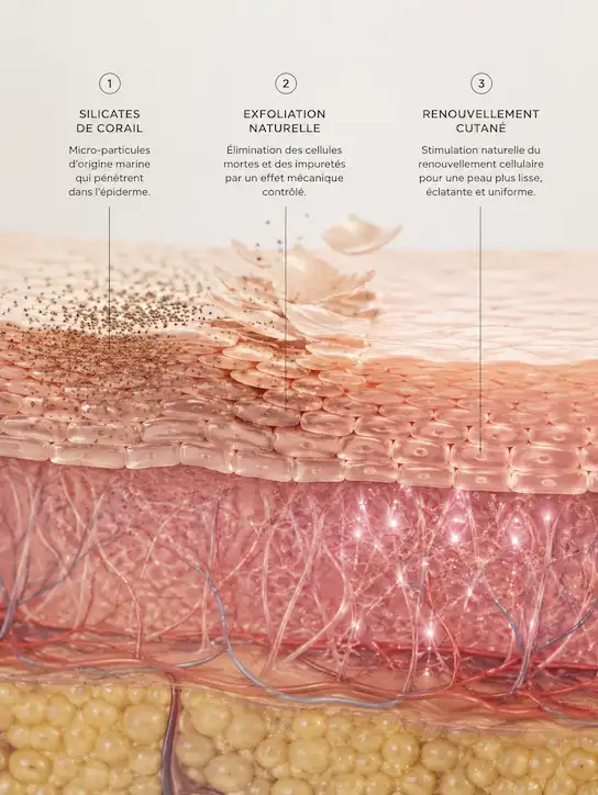 Schéma du mode d’action du peeling Rose de Mer : silicates de corail, exfoliation et renouvellement cutané